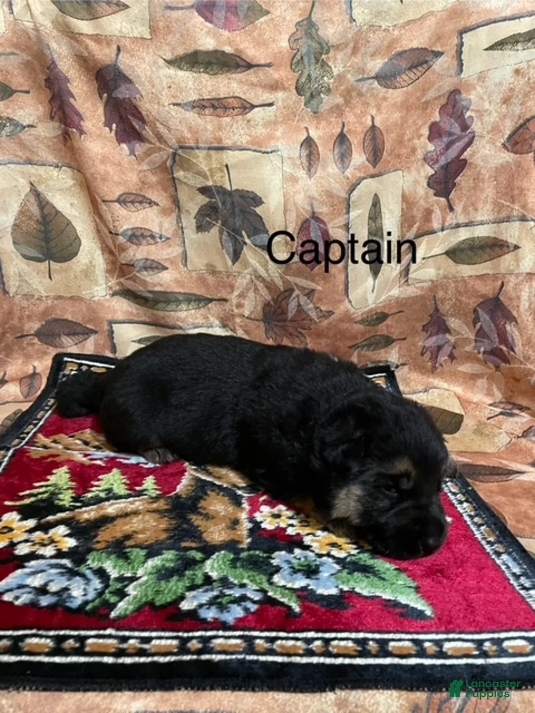 German Shepherd dogs for sale: Cody - Ad 13