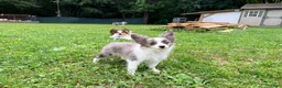 Mixed Breed dogs for sale: Skittles - Ad 5