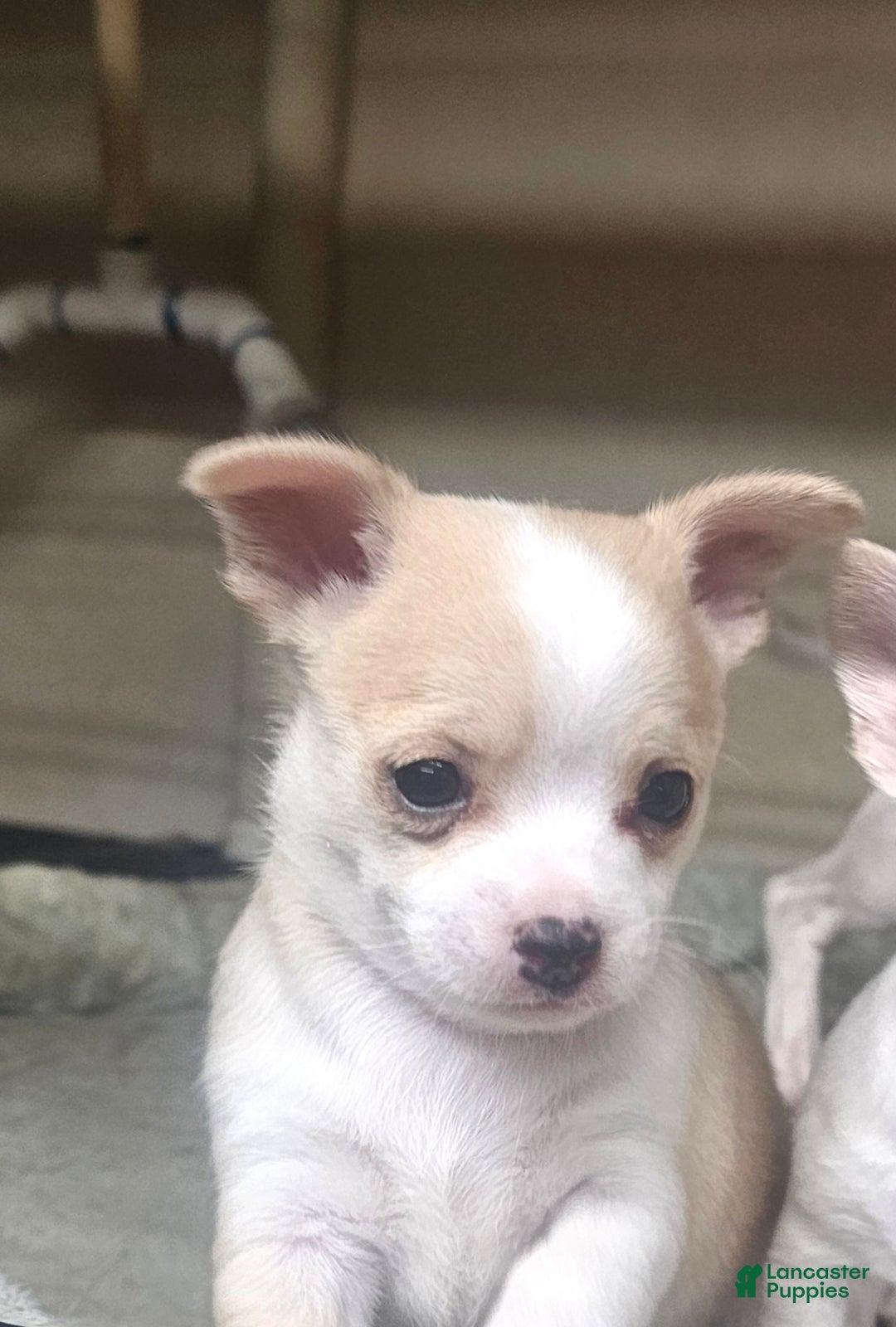 Chihuahua dogs for sale: Porky - Ad 1