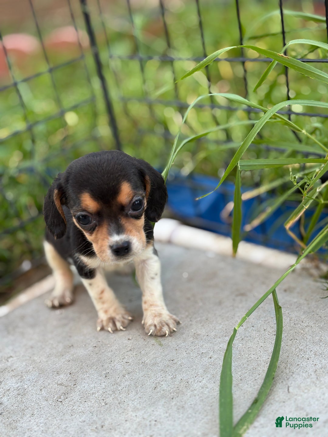 Beagle dogs for sale: August - Ad 4