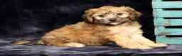 Cavapoo dogs for sale: Kenton - Ad 7