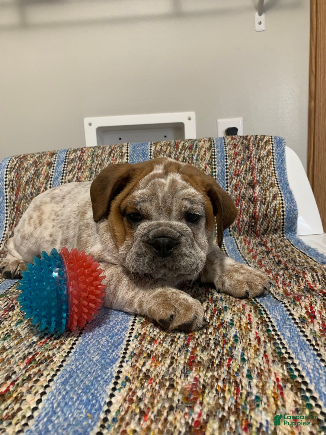 Mixed Breed dogs for sale: Mixed Breed Puppy 1 - Ad 2