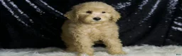 Mini Goldendoodle dogs for sale: Duke - Ad 4