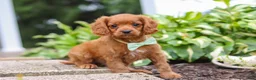 Cavapoo dogs for sale: Dax - Ad 13