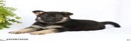 German Shepherd dogs for sale: Rieka - Ad 3