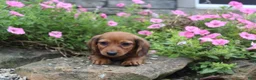 Miniature Dachshund dogs for sale: Zane - Ad 3
