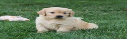 Golden Retriever dogs for sale: Otis - Ad 4
