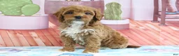 Mini Goldendoodle dogs for sale: Holly - Ad 1