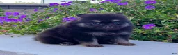 Pomeranian dogs for sale: Shadow - Ad 8