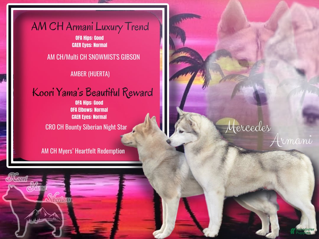 Siberian Husky dogs for sale: Hayami - Ad 2
