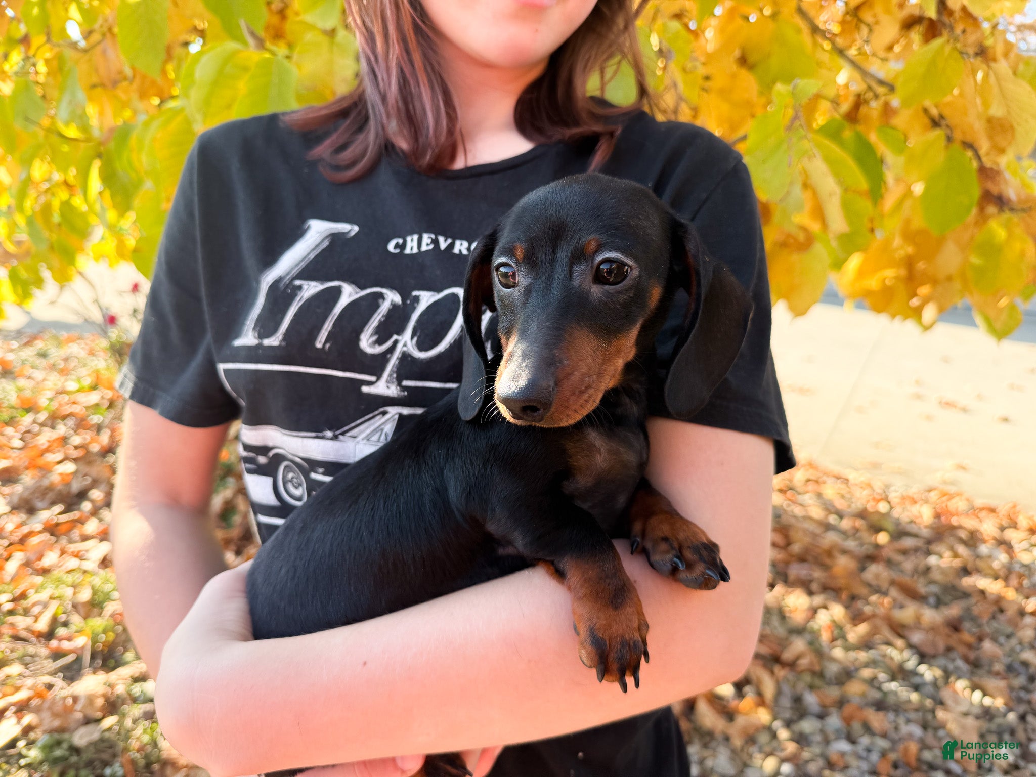 Miniature Dachshund dogs for sale: Gus - Ad 1