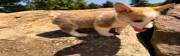 Welsh Corgi Pembroke dogs for sale: Floyd - Ad 3