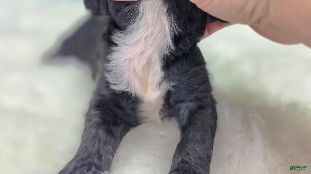 Cockapoo dogs for sale: Sirius - Ad 7