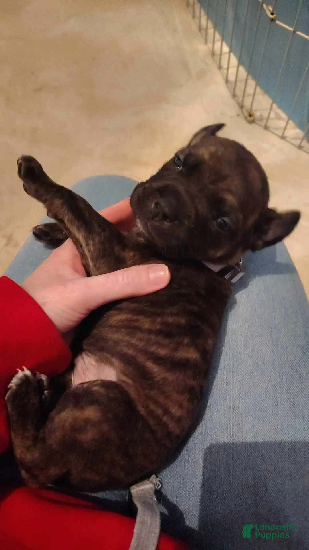 Mixed Breed dogs for sale: Grey collar  - Ad 1