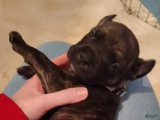 Mixed Breed dogs Grey collar - Ad 1