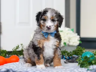 Mini Bernedoodle dogs Jordon - Ad 38