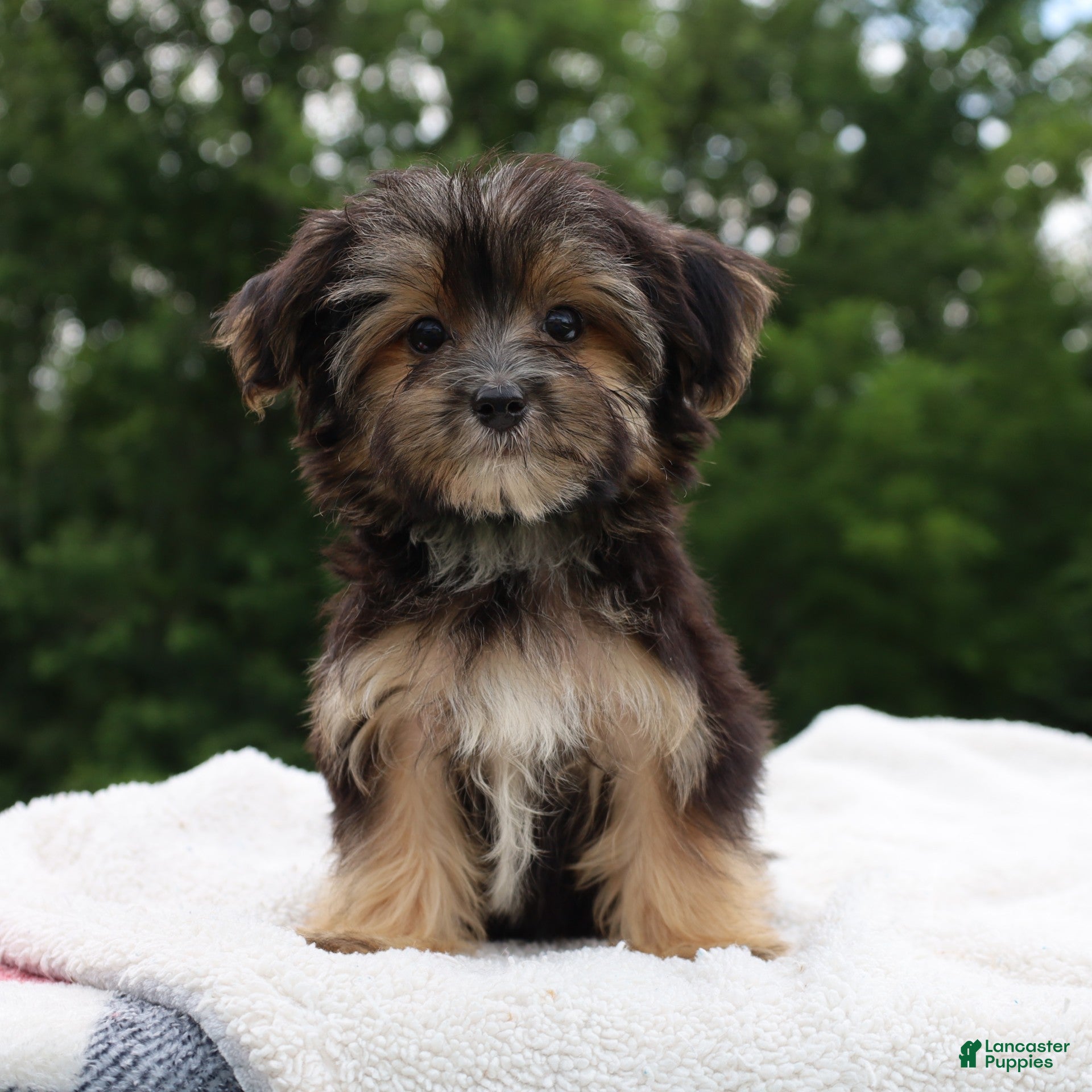 Morkie dogs Charm - Ad 2