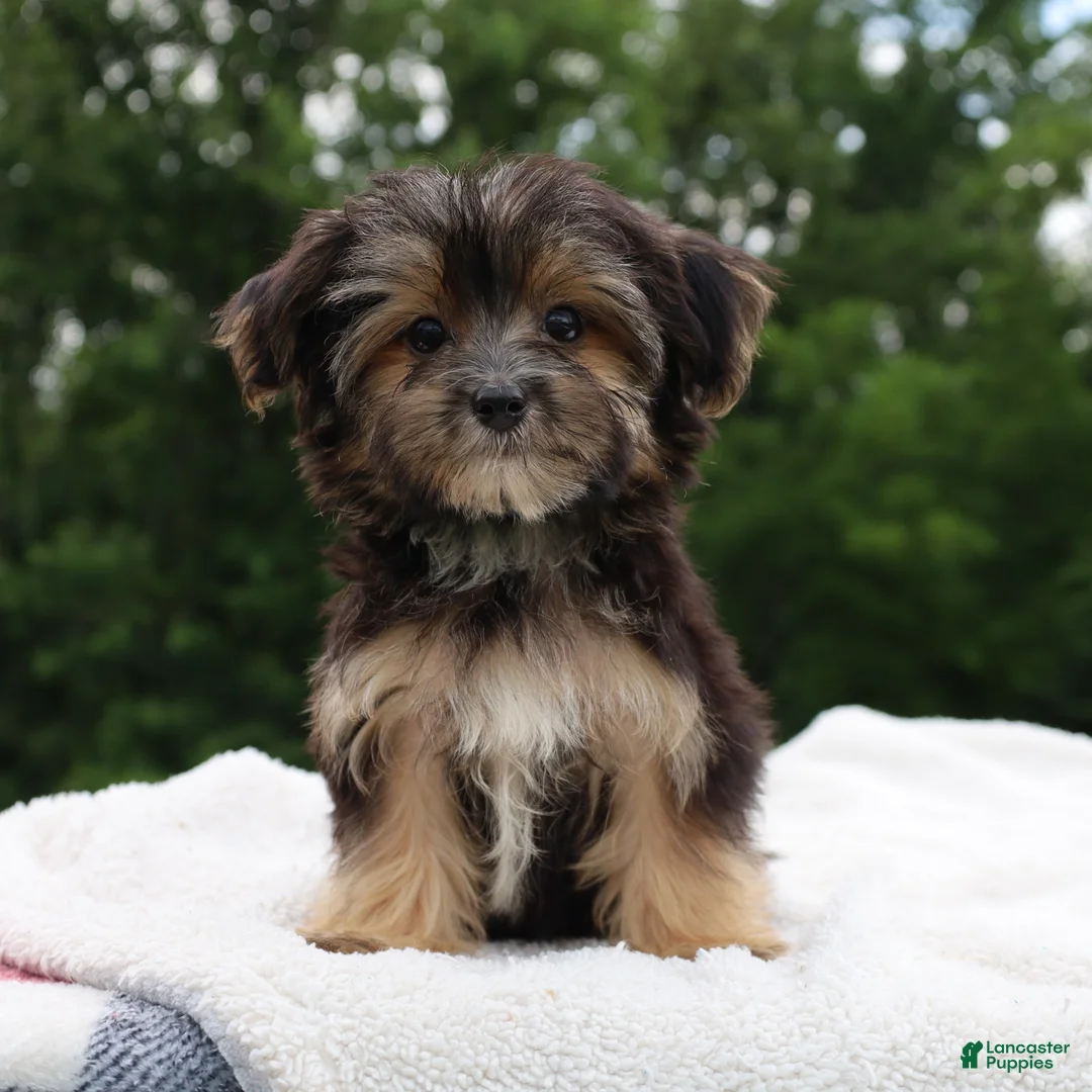 Morkie dogs for sale: Charm - Ad 2