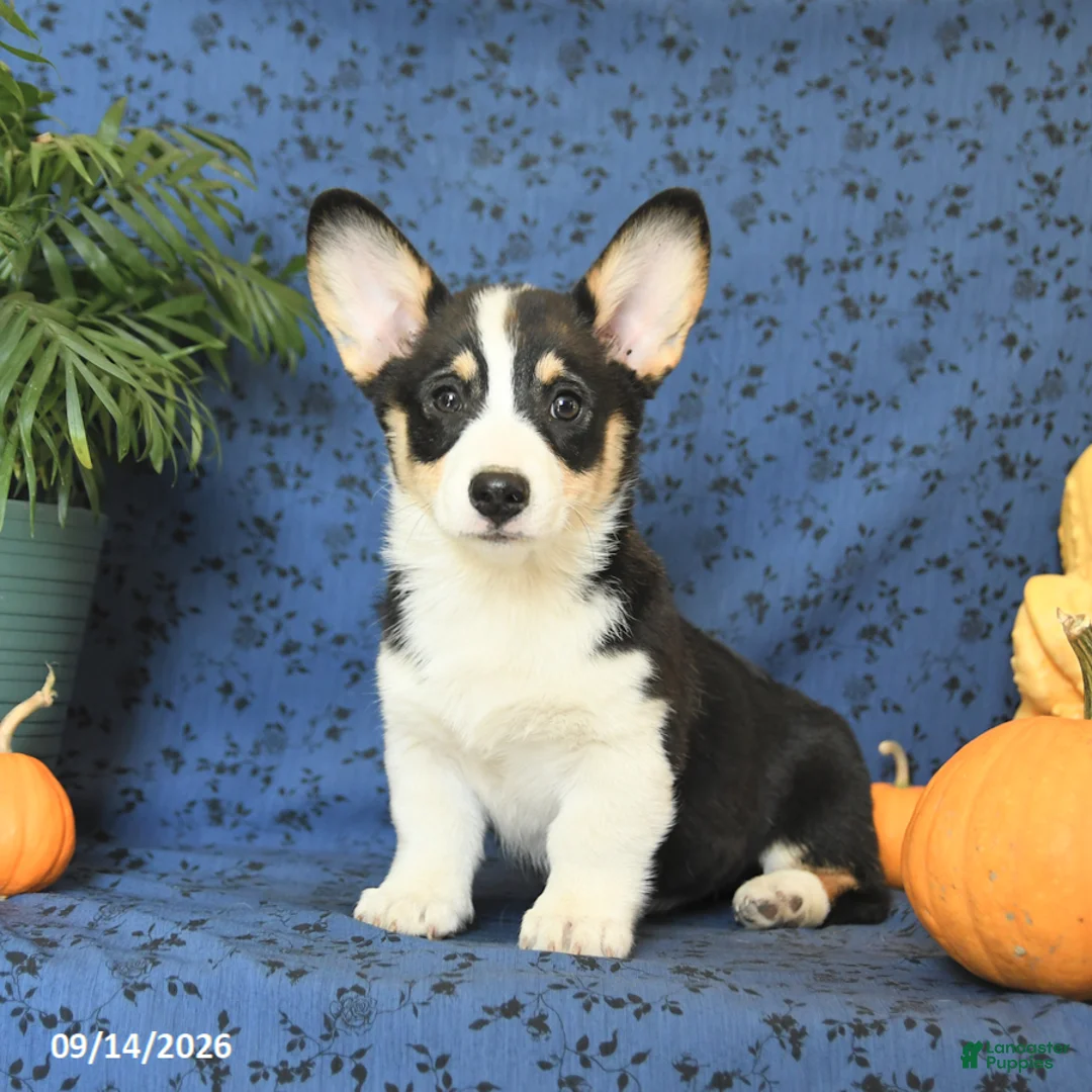 Welsh Corgi Pembroke dogs for sale: Lucy - Ad 1
