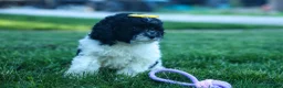 Cavapoo dogs for sale: Gracie  - Ad 12
