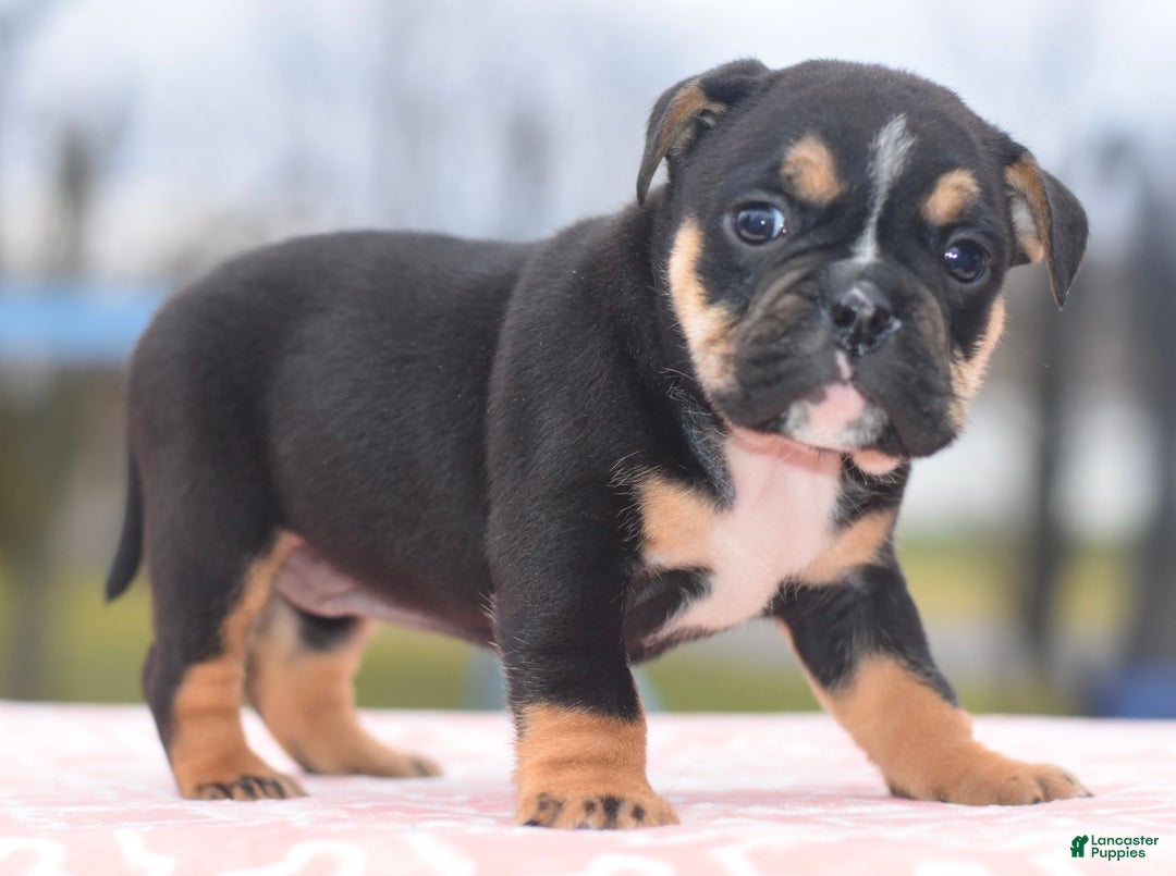 Mixed Breed dogs for sale: Emma tricolor hybrid  - Ad 22