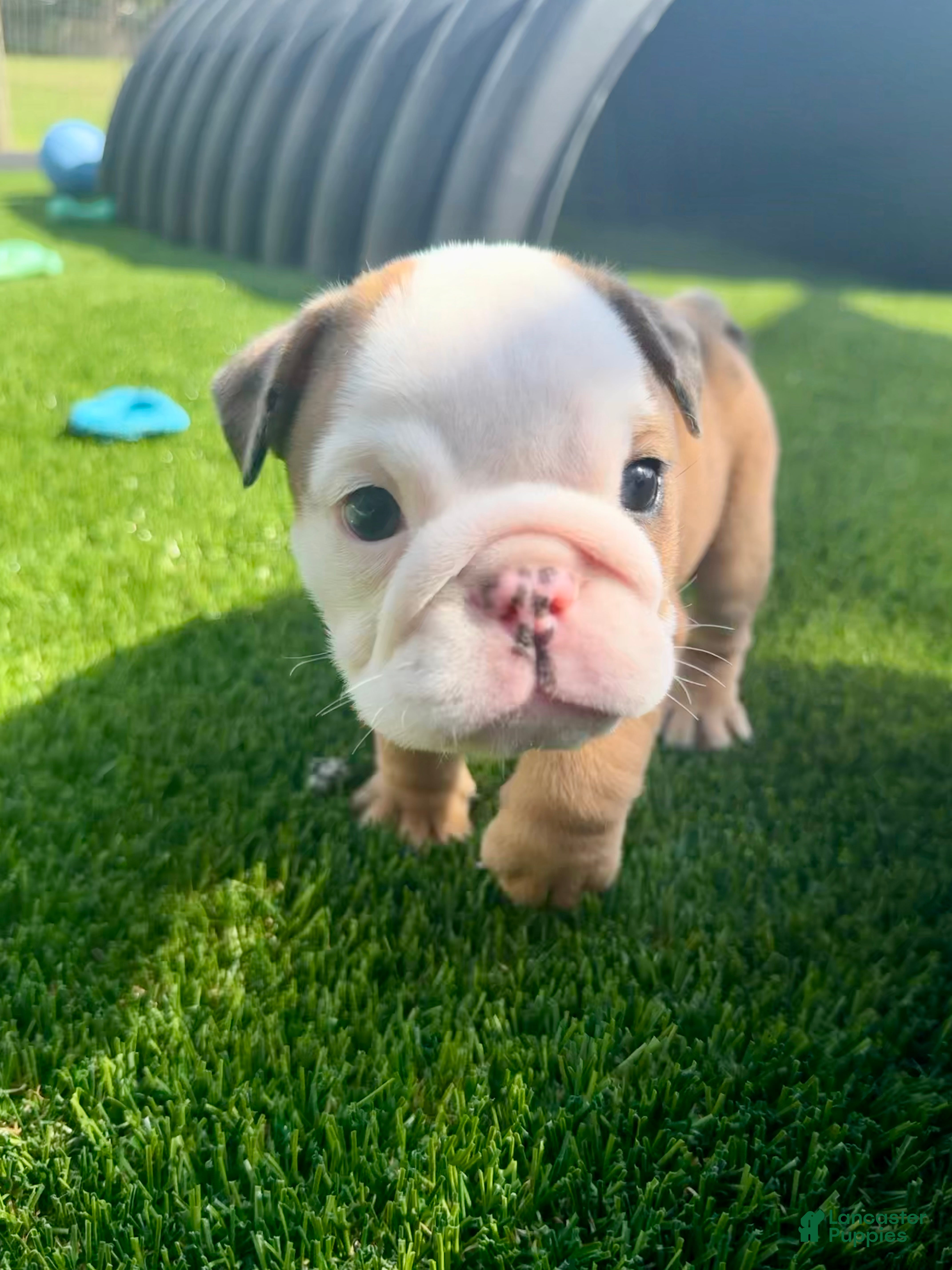 English Bulldog dogs Madam Mary Kate of Bulldogs Inc. - Ad 2