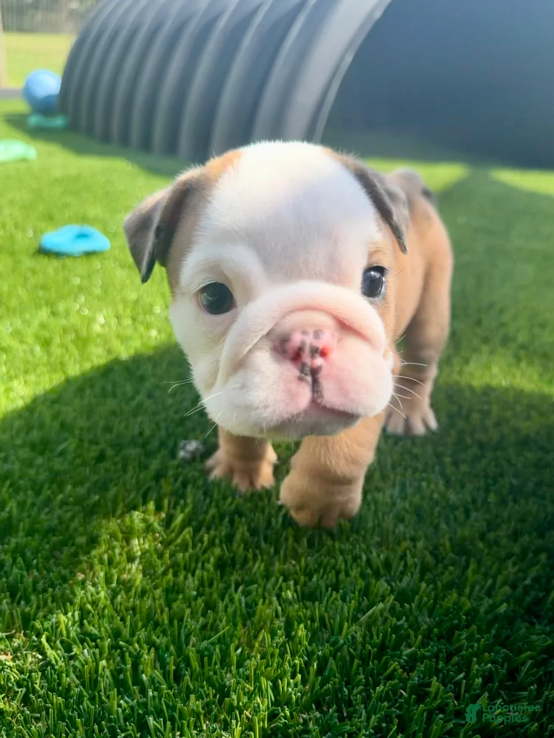 English Bulldog dogs for sale: Madam Mary Kate of Bulldogs Inc. - Ad 2