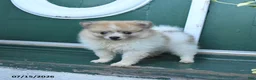 Pomeranian dogs for sale: Dixie - Ad 1