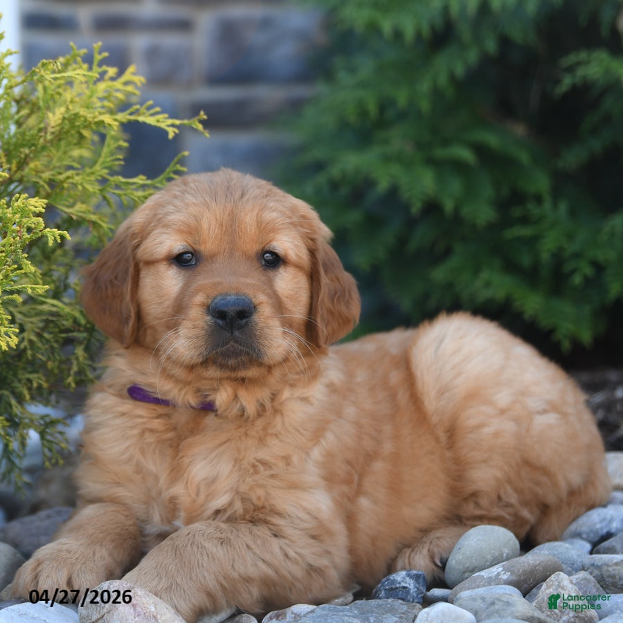 Golden Retriever dogs Gunner - Ad 2