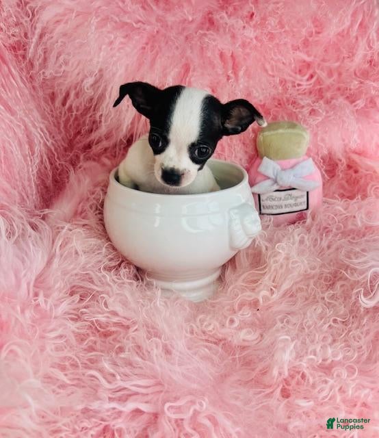 Chihuahua dogs Teacup Chihuahua Hand Delivery - Ad 38