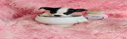 Chihuahua dogs for sale: Teacup Chihuahua Hand Delivery - Ad 1