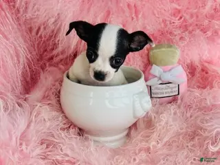 Chihuahua dogs Teacup Chihuahua Hand Delivery - Ad 30