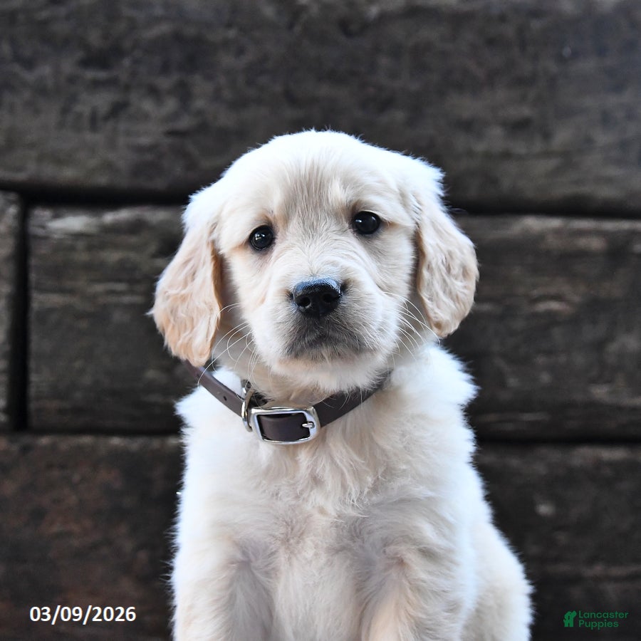 Goldendoodle dogs Beauty - Ad 2