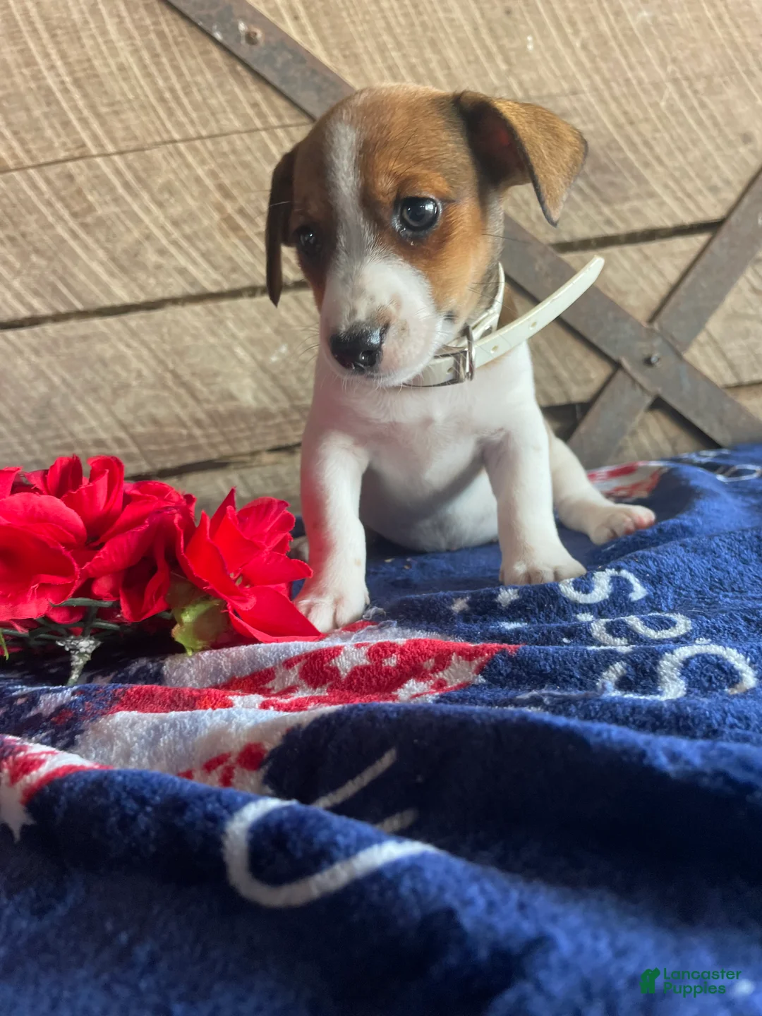 Jack Russell Terrier dogs for sale: Mango - Ad 4