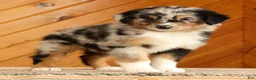 Australian Shepherd dogs for sale: Bella - Ad 2