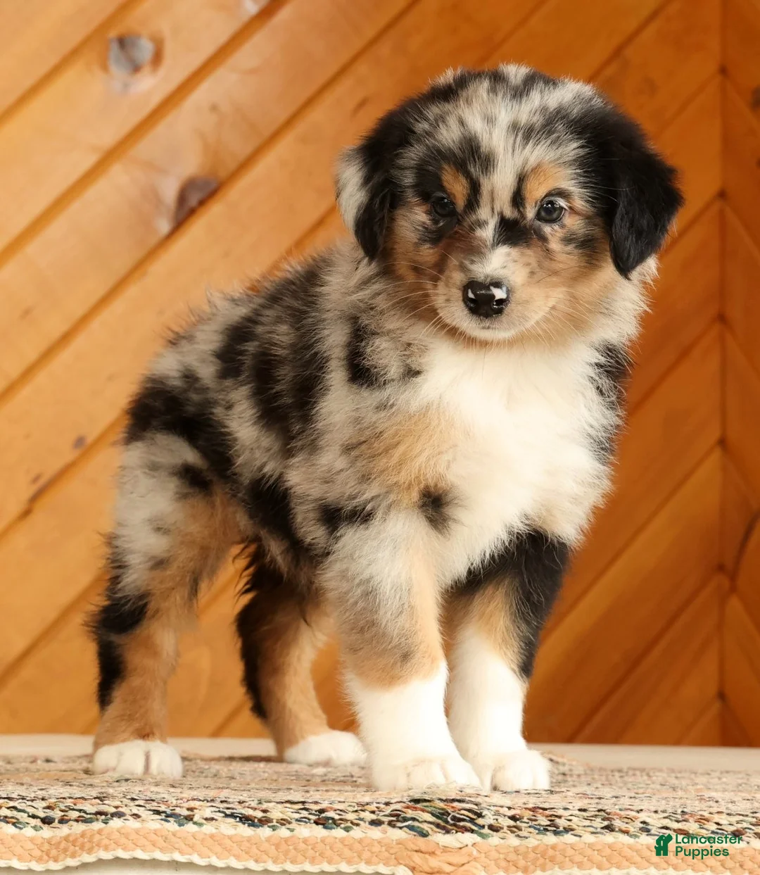Australian Shepherd dogs for sale: Bella - Ad 2