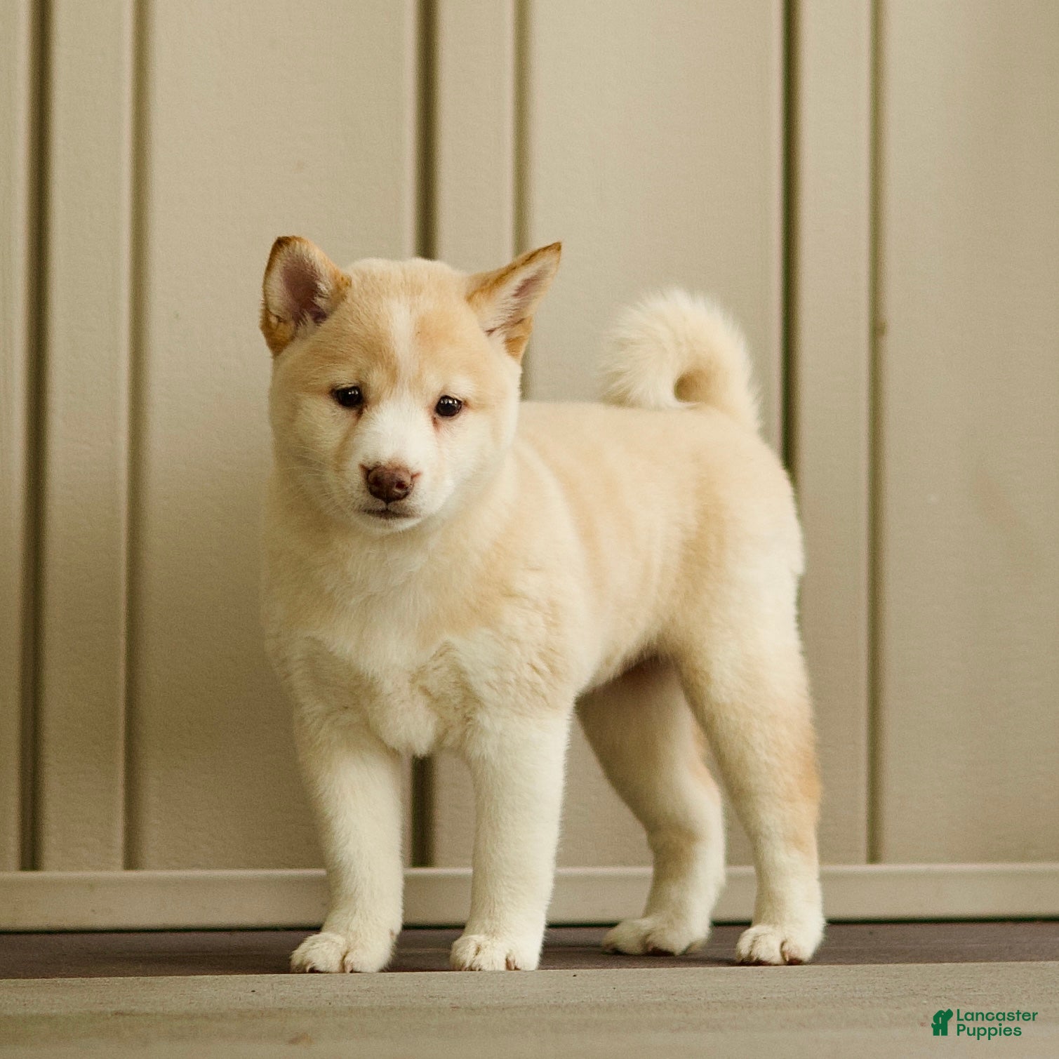 Shiba Inu dogs for sale: Cora - Ad 1