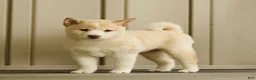 Shiba Inu dogs for sale: Cora - Ad 1