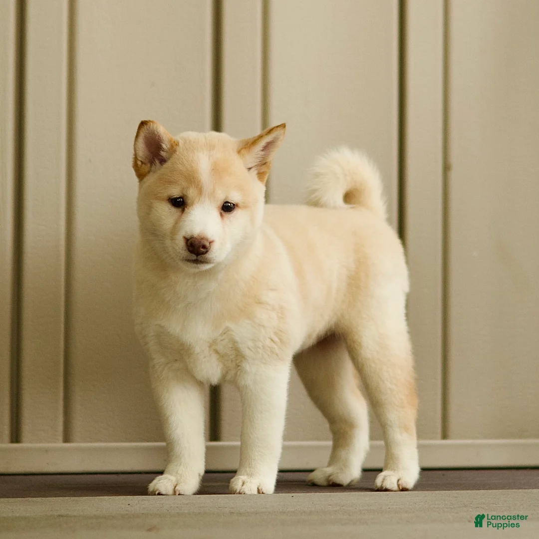 Shiba Inu dogs for sale: Cora - Ad 1