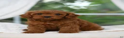 Cavapoo dogs for sale: Cavapoo 3 - Ad 1