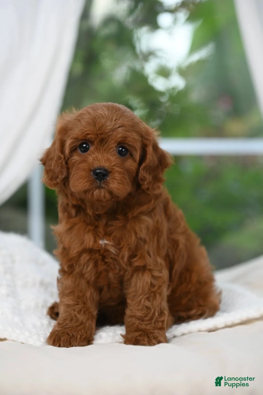 Cavapoo dogs for sale: Cavapoo 3 - Ad 1