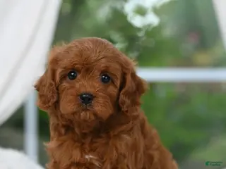 Cavapoo dogs for sale: Cavapoo 3 - Ad 2