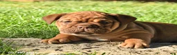 English Bulldog dogs for sale: Daffodil - Ad 5
