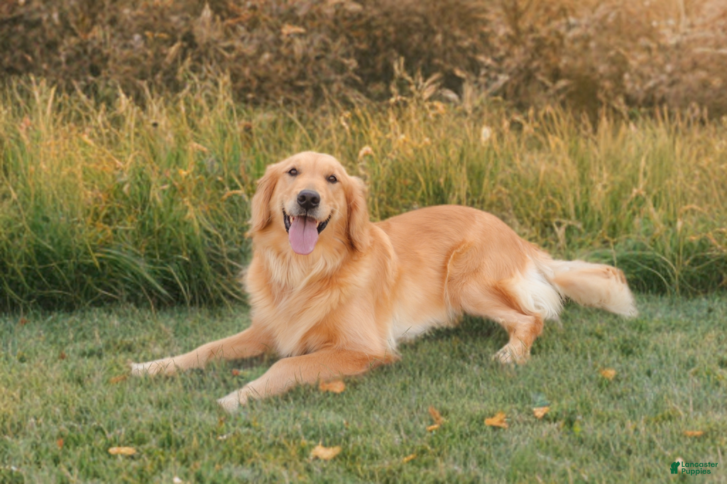 Golden Retriever dogs Golden Retriever litter of 8 puppies - Ad 11