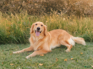 Golden Retriever dogs Golden Retriever litter of 8 puppies - Ad 11