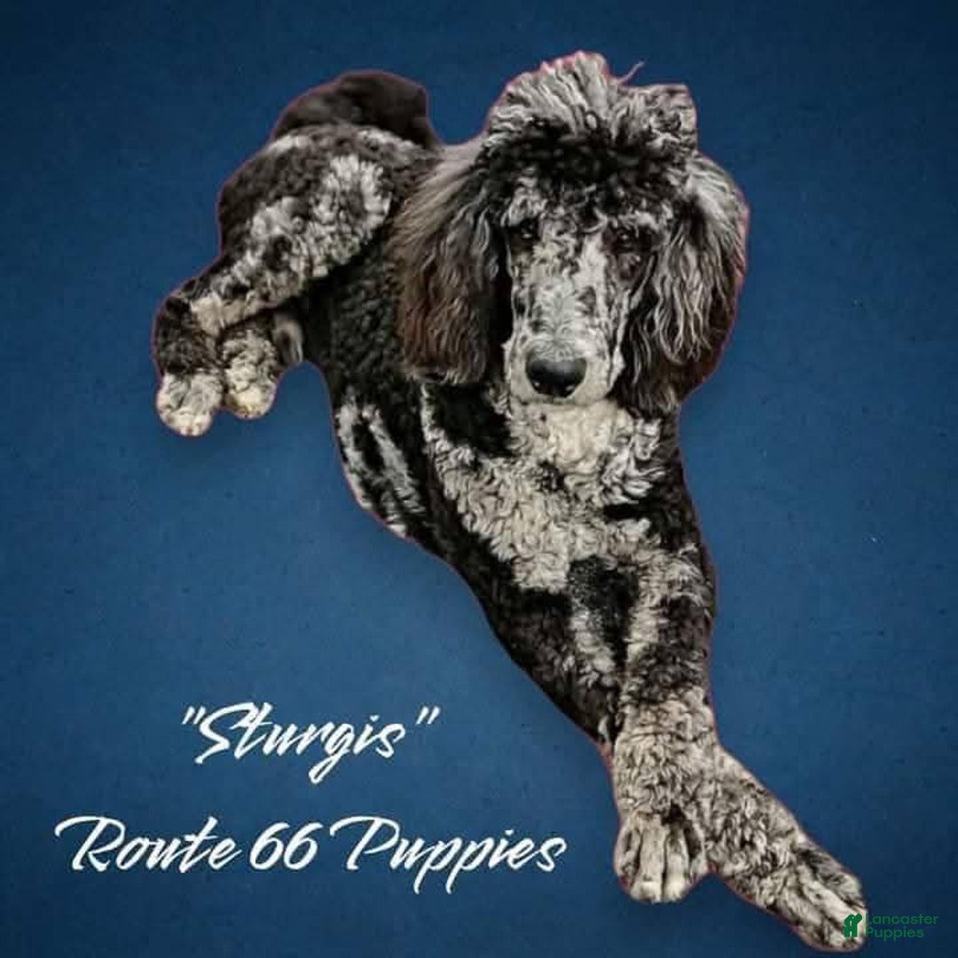 Standard Poodle dogs for sale: Ruger  - Ad 5