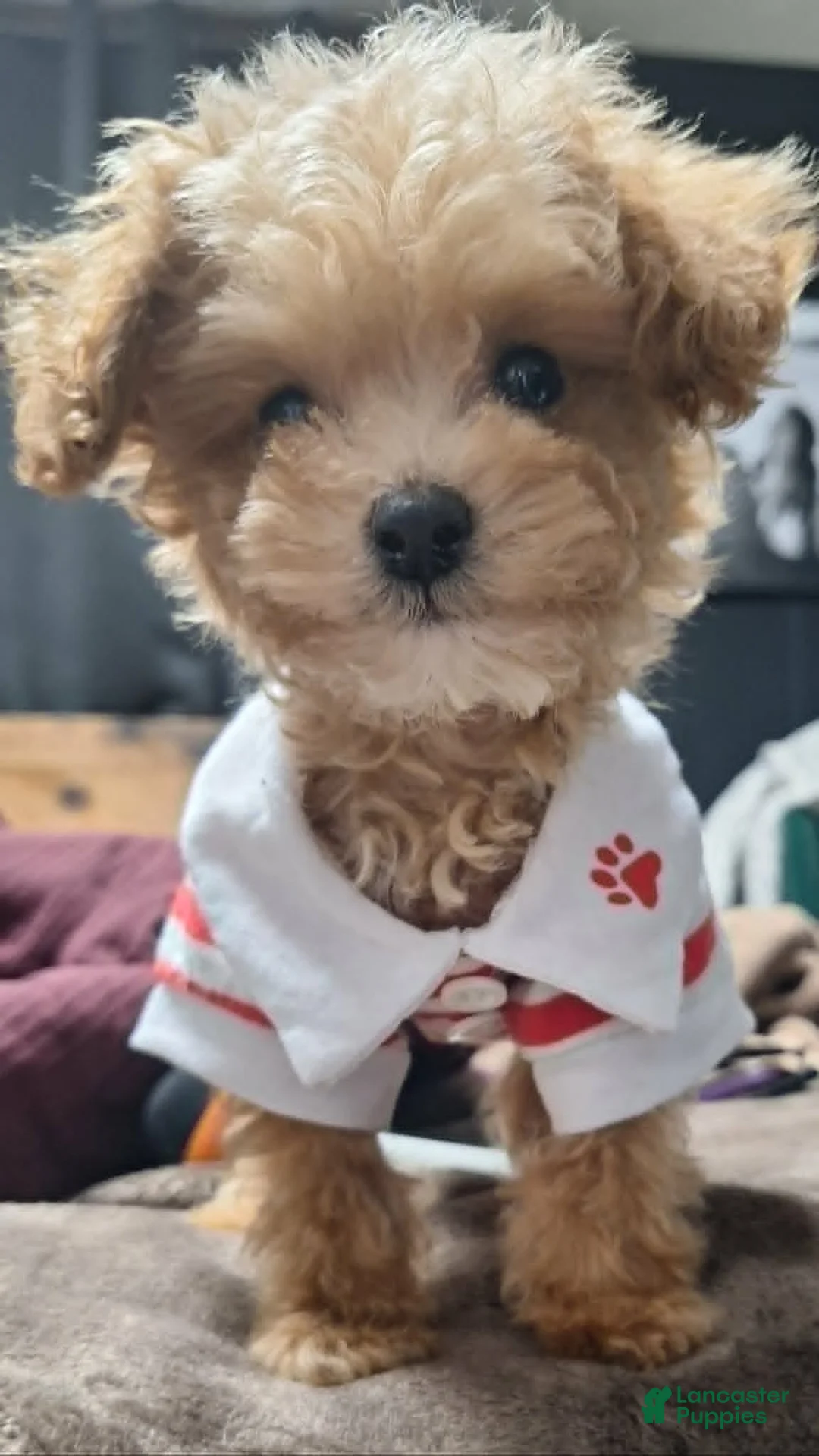 Gallery Image {{count}}