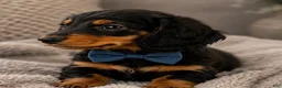 Miniature Dachshund dogs for sale: George - Ad 5