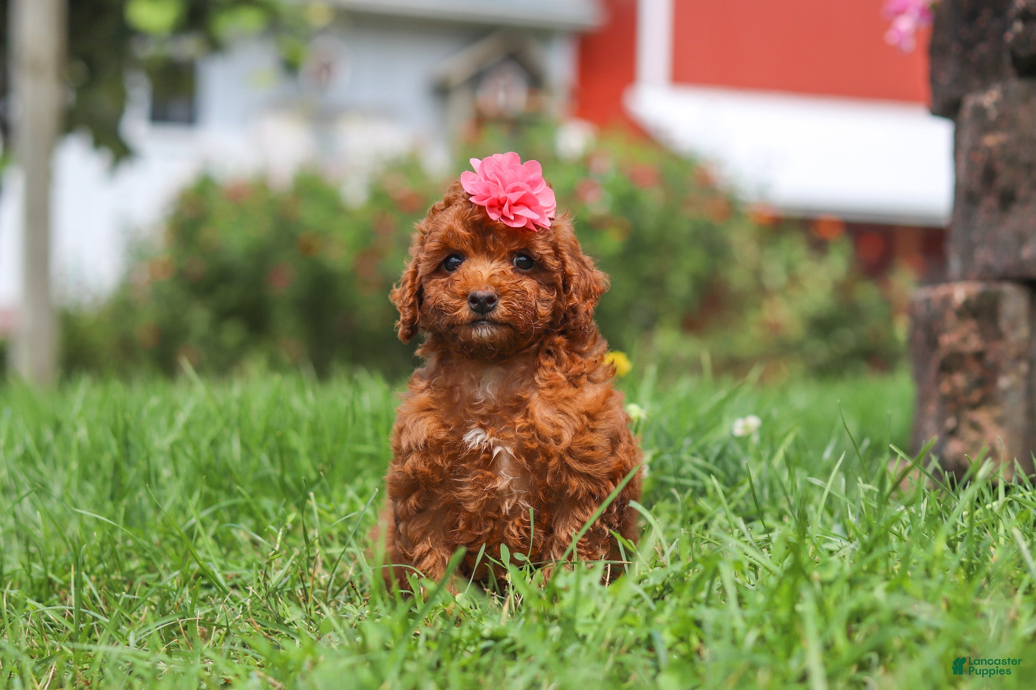 Miniature Poodle dogs for sale: Clover - Ad 3