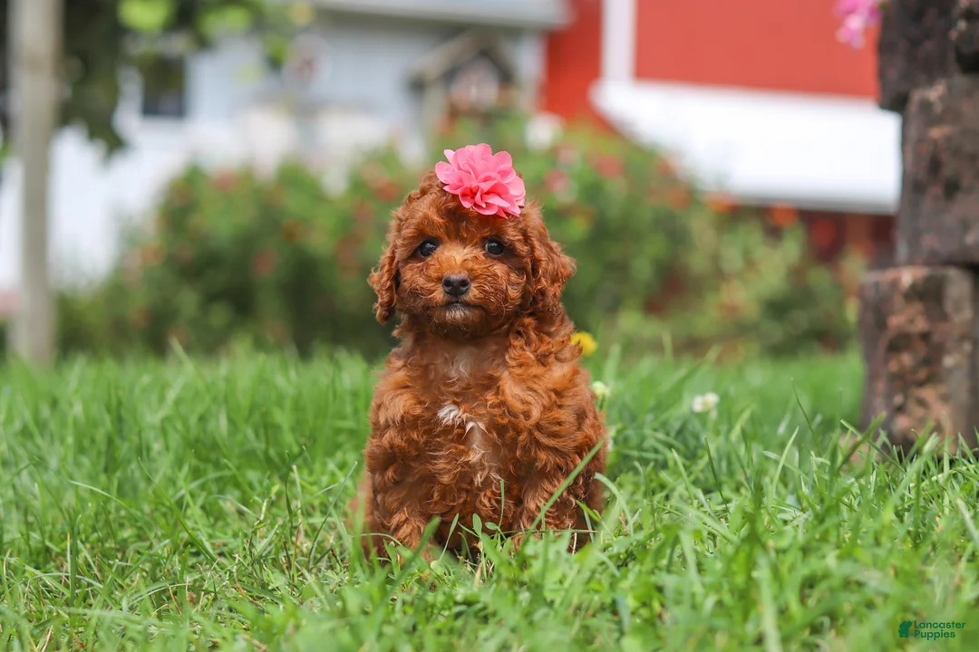 Miniature Poodle dogs for sale: Clover - Ad 1